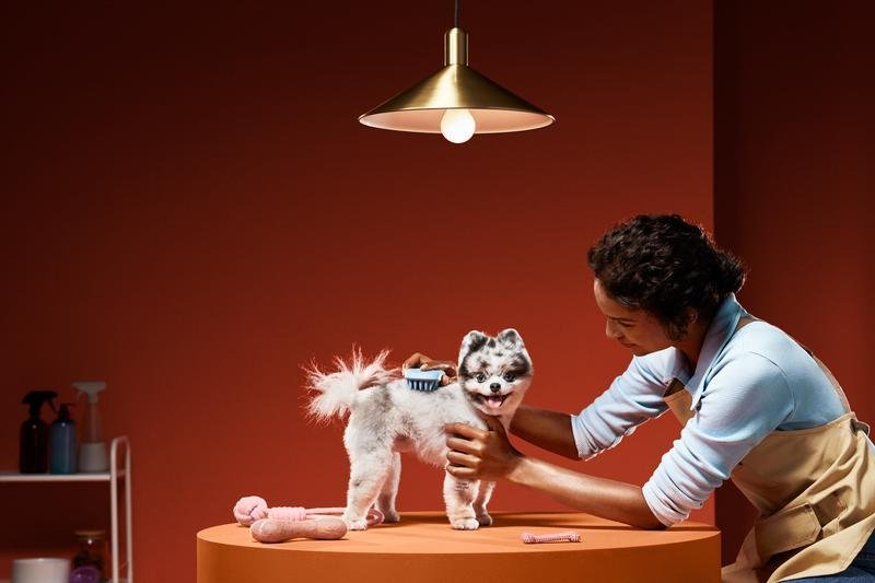 How to Build a Website for a Pet Care Provider